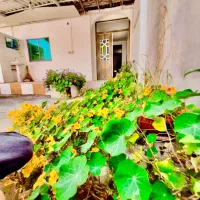 شهری-تودلی-جای-دنج-سندار-قیمت-کل