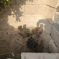 مرغ|حیوانات مزرعه|چرام, |دیوار