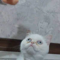 گربه بریتیش چشم ابی