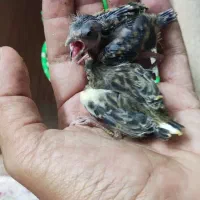 جوجه قناری
