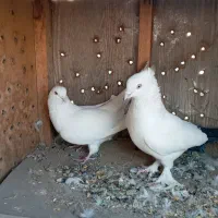 نر دم سیاه مست