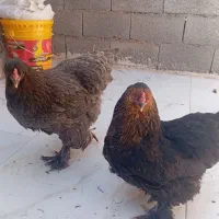 دو مرغ نژاد اصیل برهما تخم گذار