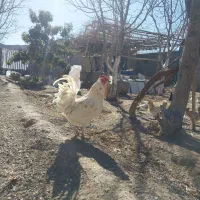 خروس لری گلین