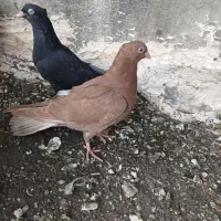مفلق سرخ ابادانی چشم نوک