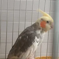 عروس نر کاملا سالم