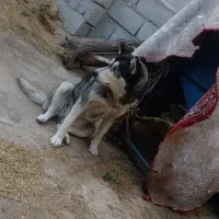 سگ  گرگی هاسکی