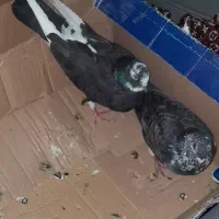 پرنده