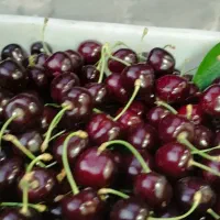 گیلاس تکدانه دولت اباد