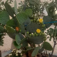 گل اپونتیا