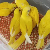 طوطی راهب سرلاکی