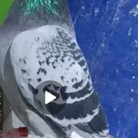 کبوتر سبز بخون تا آخر