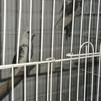 جوجه عروس هلندی ۱ماهه و۱/۵ماهه