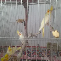 عروس هلندی