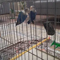 جفت کوتوله برزیلی
