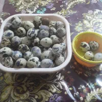 تخم بلدرچین نطفه دار و خوراکی بفروش میرسد