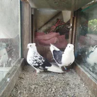 پنج عددکبوترپرشی ساعت بالا