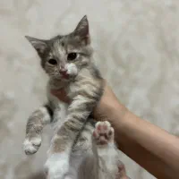 واگذاری توله گربه دو ماهه