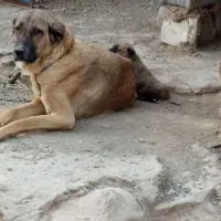 سگ سرابی ماده