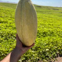 فروش خربزه مشهدی سر زمین میانه تناژ
