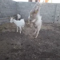 بزسانن اصل فرانسوی