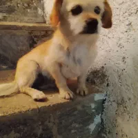 سگ خونگی