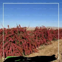 زمین کشاورزی