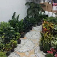 گل های آپارتمانی و زینتی