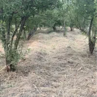 فروش باغ ثمری همایجان