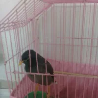 پرنده مرغ مینا نر