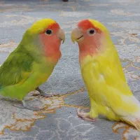 جفت کوتوله برزیلی