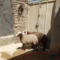 میش جوان داشتی