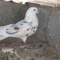 کبوتر|پرنده|کامیاران, |دیوار