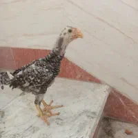 جوجه لاری اوشامو وارداتی