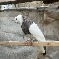 کبوترطوقی