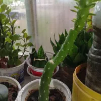 گل‌ گل گل