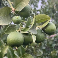 لیمو تازه دستچین درشت درجه یک