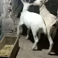 بز سانن
