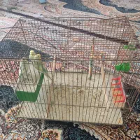 مرغ عشق|پرنده|مهاباد (آذربایجان غربی), |دیوار