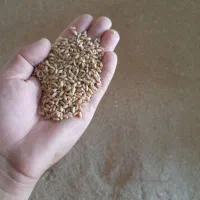 گندم|عمده‌فروشی|گنبد کاووس, |دیوار