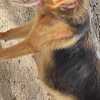واگذاری توله سگ ژرمن ورک