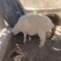 بره نرعلف خور