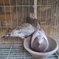 فروش جفت کوهی دورگ