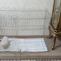 سگ ماده نژاد‌ اشپیتز ژاپنی