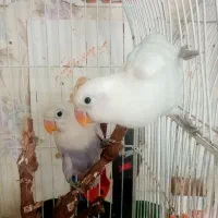 2 جفت مولدطوطی کوتوله برزیلی و تک ماده اماده