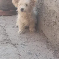 سگ پاکوتاه