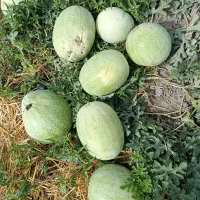 هندوانه گاوی ریز