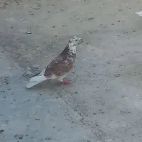 کبوتر گرگی و سوسکی