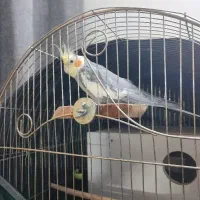 عروس هلندی