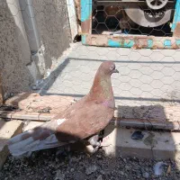 کفتر سرخ