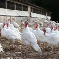 فروش بوقلمون زنده باقیمت استثنایی فقط 295